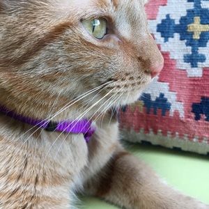 Meet your Posher, Cheryl